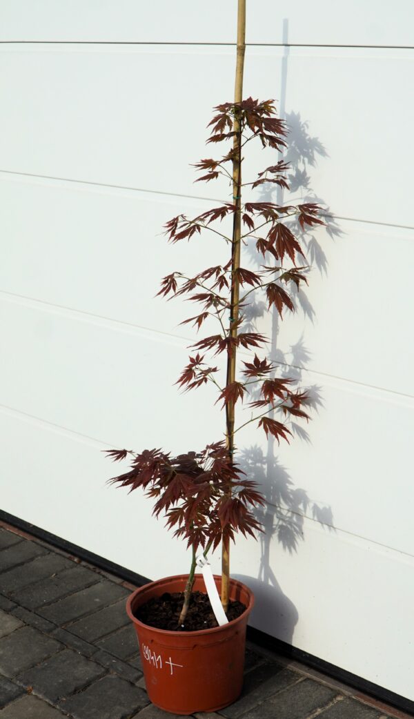 KLON SHIRASAWY JOHIN Acer shirasawanum