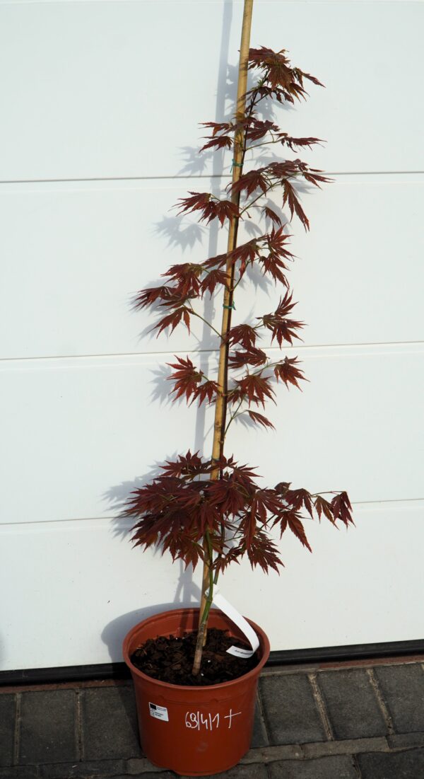 KLON SHIRASAWY JOHIN Acer shirasawanum