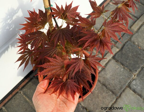 KLON SHIRASAWY JOHIN Acer shirasawanum