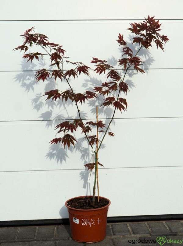 KLON SHIRASAWY JOHIN Acer shirasawanum