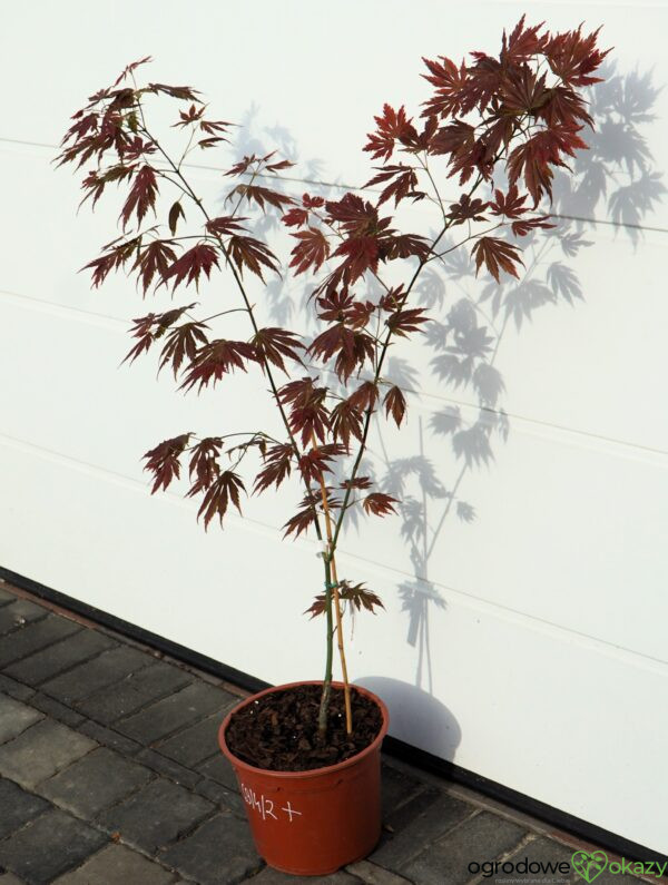 KLON SHIRASAWY JOHIN Acer shirasawanum