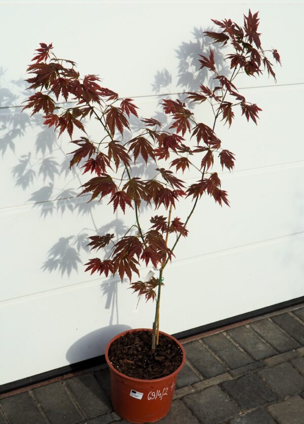 KLON SHIRASAWY JOHIN Acer shirasawanum