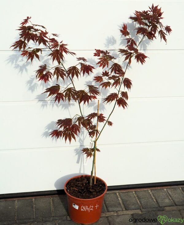 KLON SHIRASAWY JOHIN Acer shirasawanum