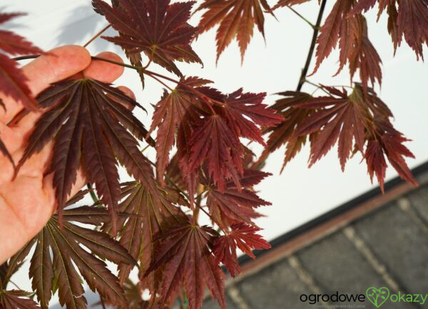 KLON SHIRASAWY JOHIN Acer shirasawanum