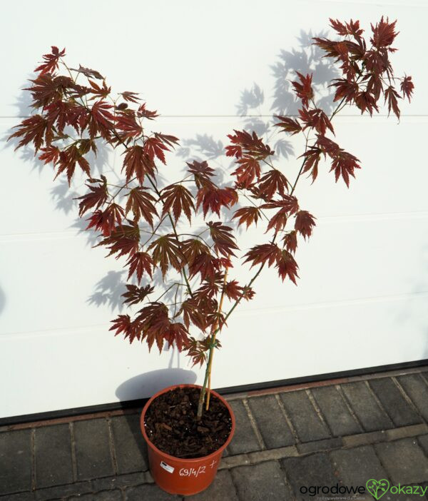 KLON SHIRASAWY JOHIN Acer shirasawanum