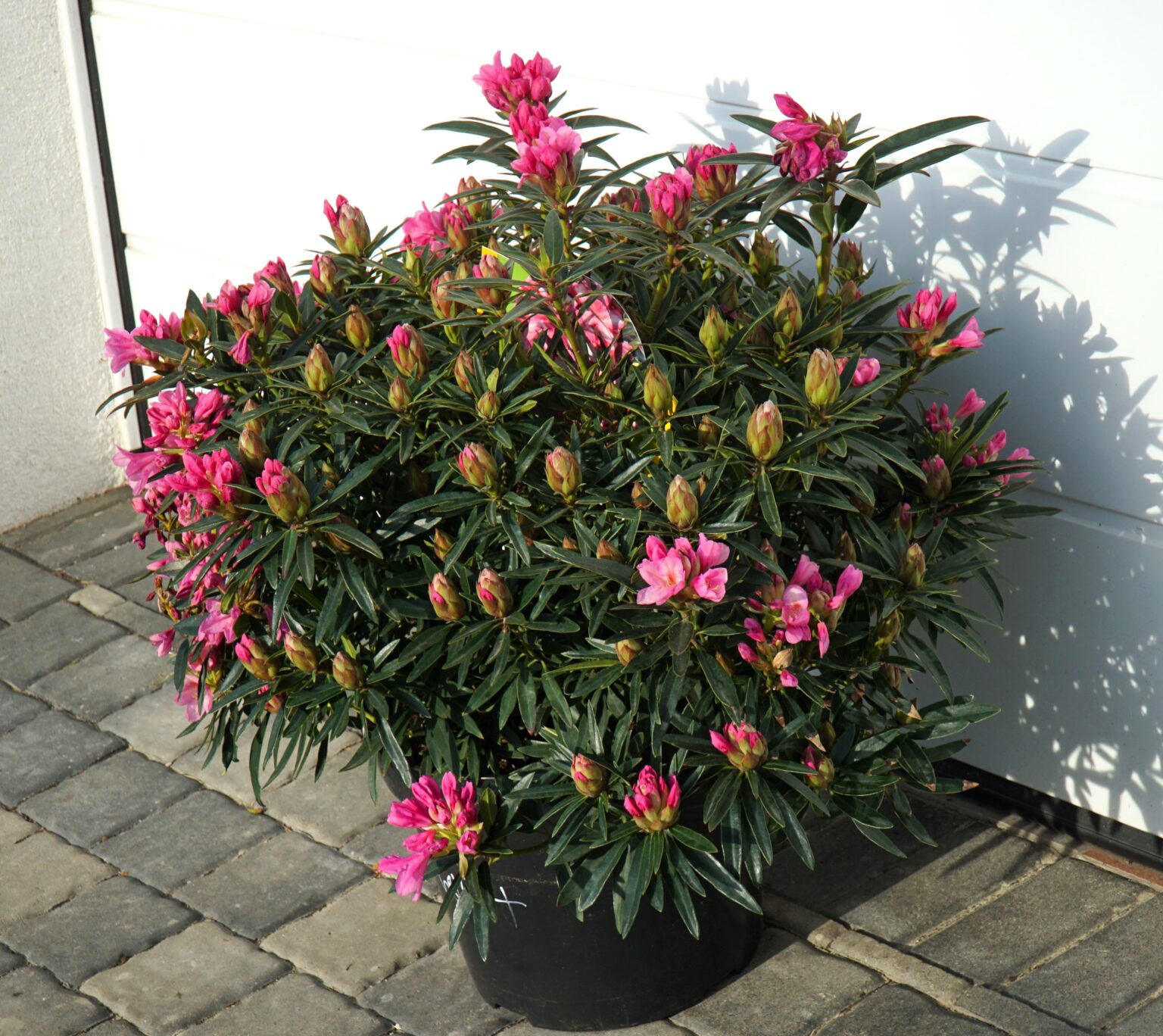 RÓŻANECZNIK GRAZIELLA Rhododendron hybrydium