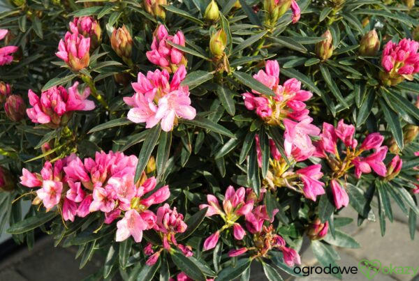 RÓŻANECZNIK GRAZIELLA Rhododendron hybrydium