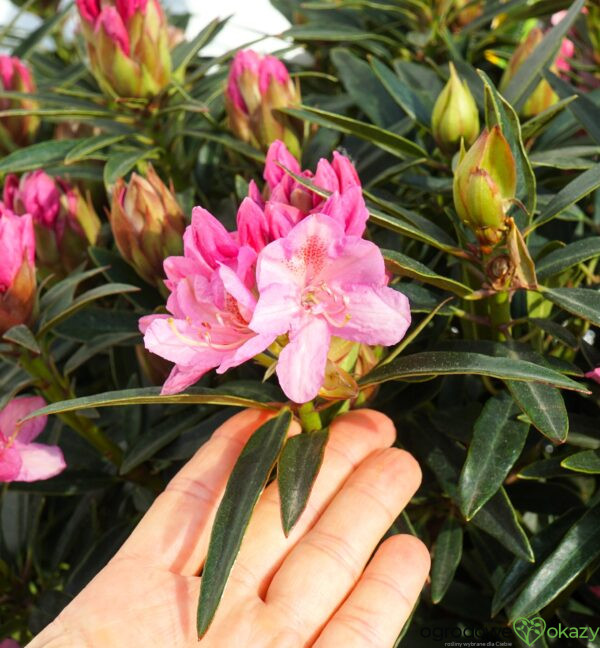 RÓŻANECZNIK GRAZIELLA Rhododendron hybrydium