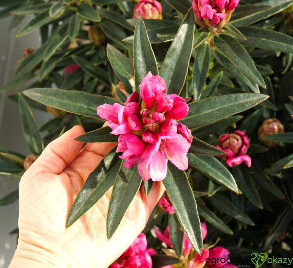 RÓŻANECZNIK GRAZIELLA Rhododendron hybrydium