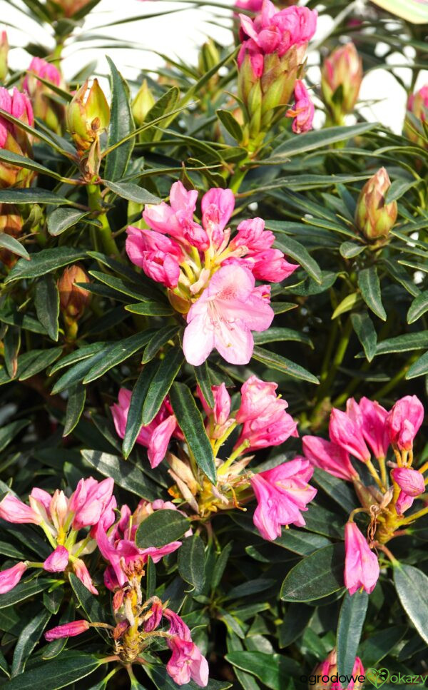 RÓŻANECZNIK GRAZIELLA Rhododendron hybrydium