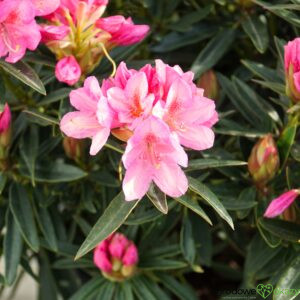 RÓŻANECZNIK GRAZIELLA Rhododendron hybrydium
