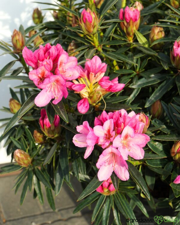 RÓŻANECZNIK GRAZIELLA Rhododendron hybrydium