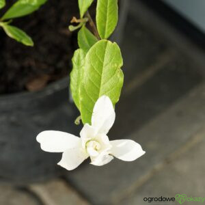 MAGNOLIA GWIAŹDZISTA WATERLILY Magnolia stellata