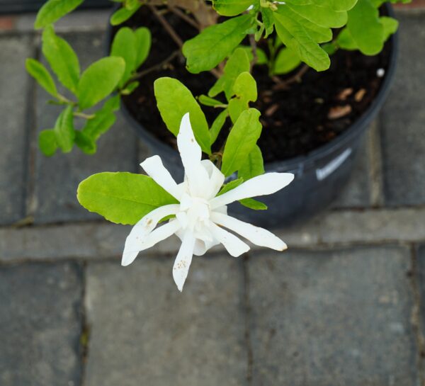 MAGNOLIA GWIAŹDZISTA WATERLILY Magnolia stellata