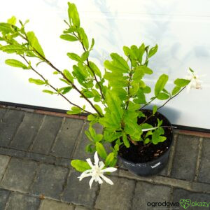 MAGNOLIA GWIAŹDZISTA WATERLILY Magnolia stellata