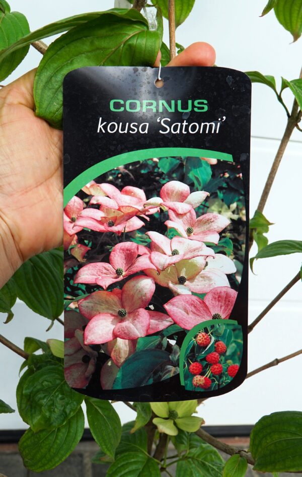 DEREŃ KOUSA SATOMI Cornus cousa