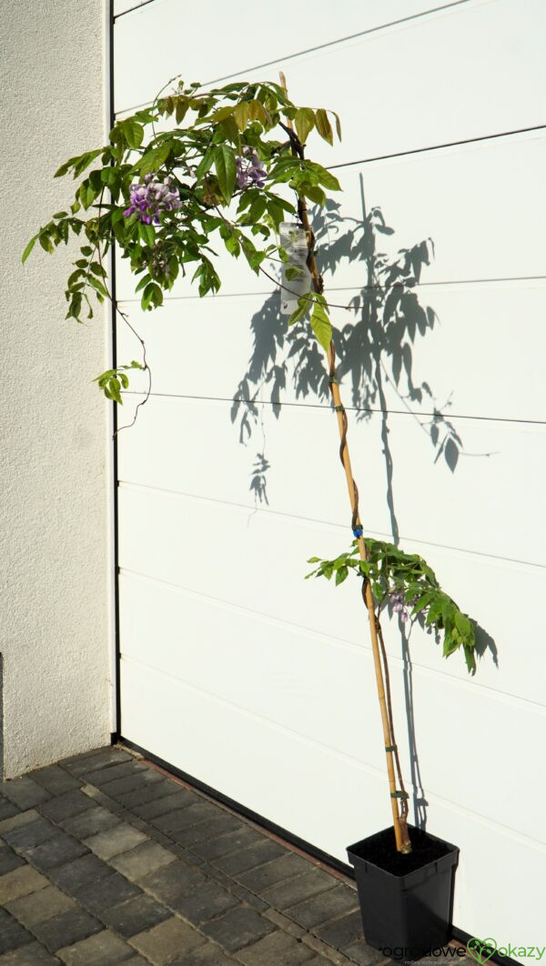 GLICYNIA OKAYAMA Wisteria brachybotris