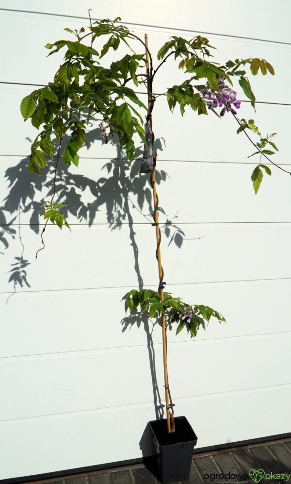 GLICYNIA OKAYAMA Wisteria brachybotris