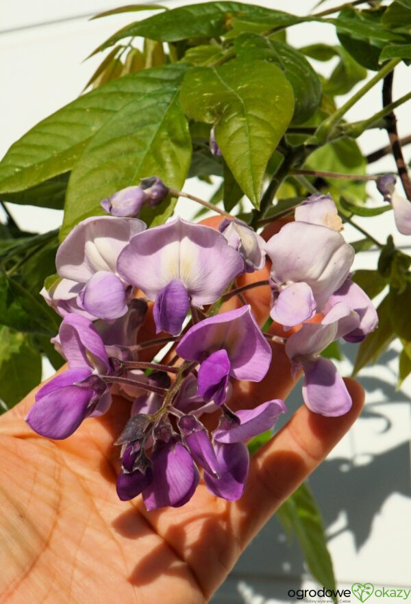 GLICYNIA OKAYAMA Wisteria brachybotris