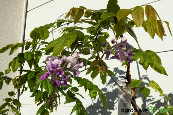 GLICYNIA OKAYAMA Wisteria brachybotris