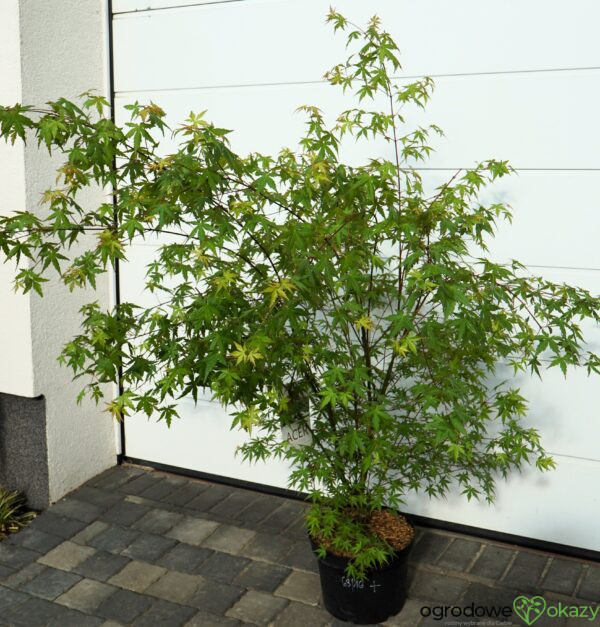 KLON PALMOWY Acer palmatum