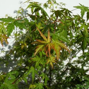 KLON PALMOWY Acer palmatum