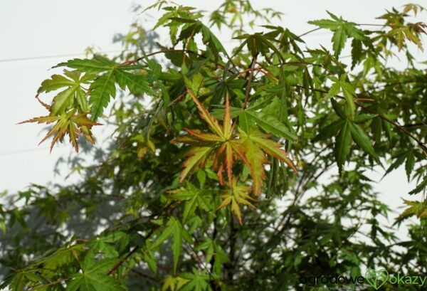 KLON PALMOWY Acer palmatum