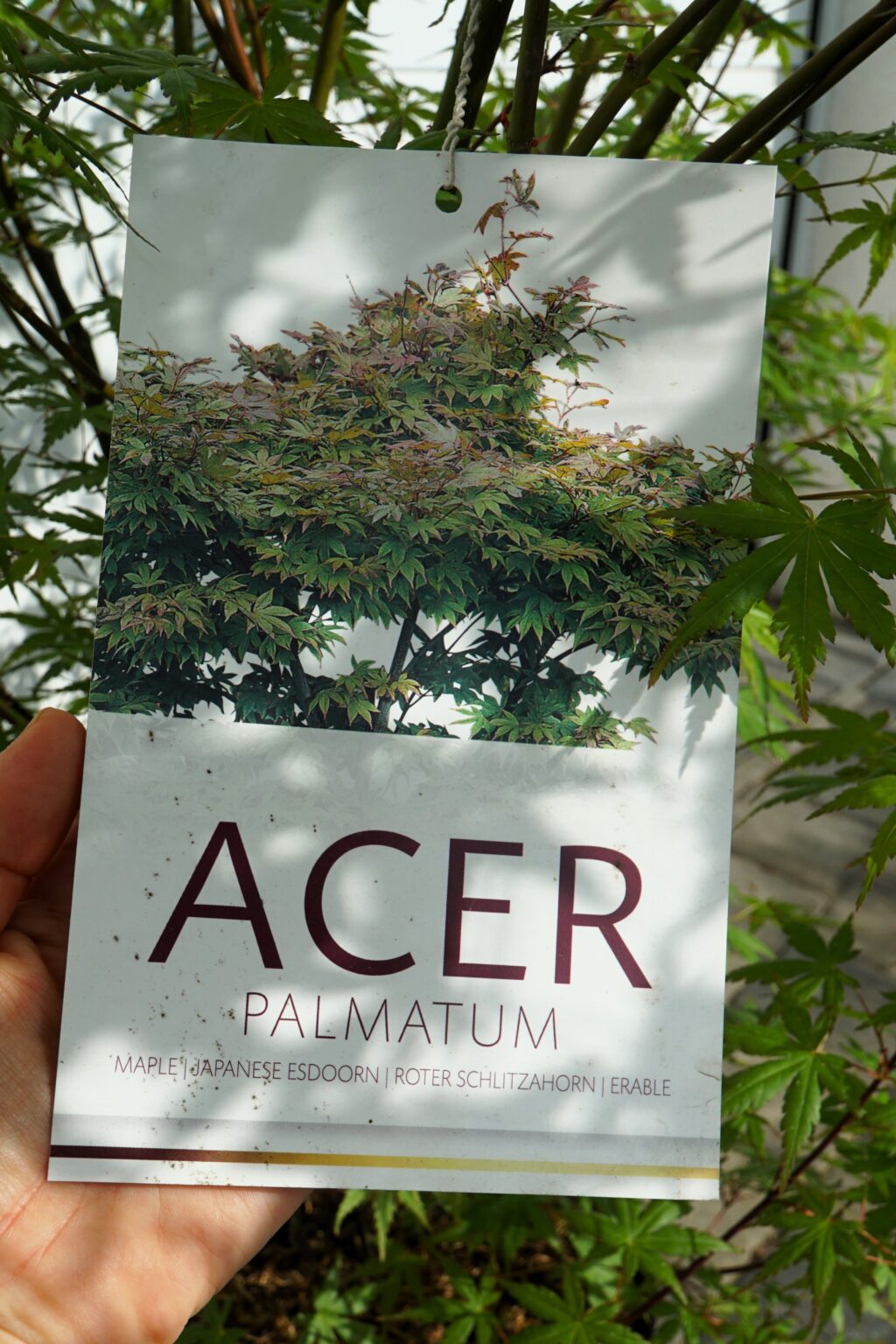 KLON PALMOWY Acer palmatum