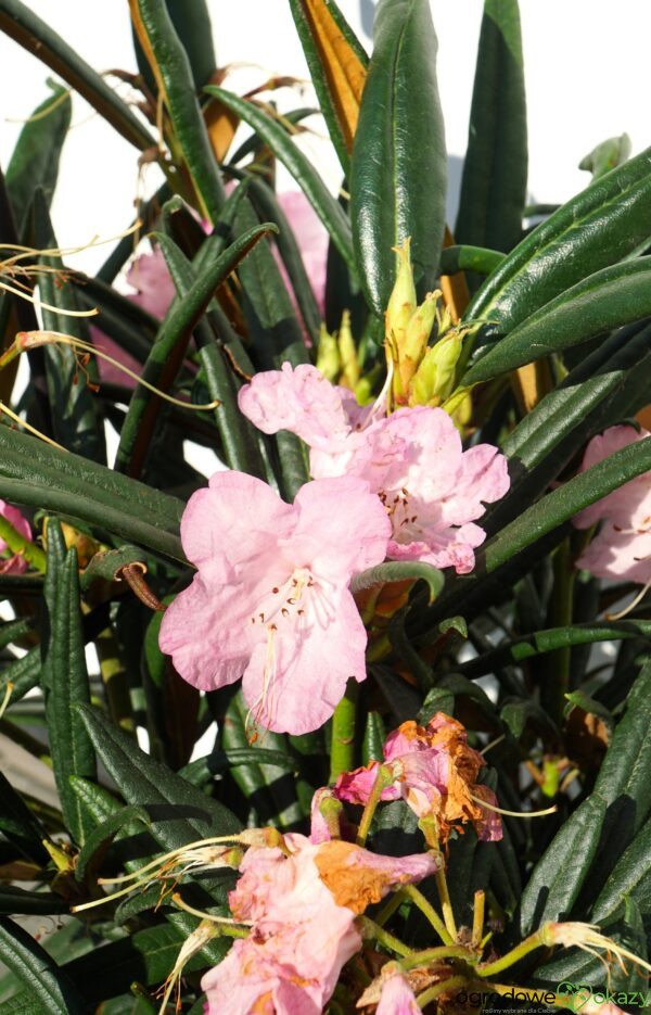 RÓŻANECZNIK JENS JÖRGEN SÖRENSEN Rhododendron makinoi