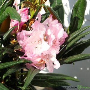 RÓŻANECZNIK JENS JÖRGEN SÖRENSEN Rhododendron makinoi