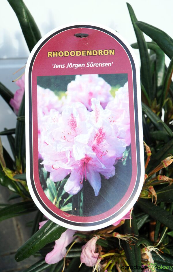 RÓŻANECZNIK JENS JÖRGEN SÖRENSEN Rhododendron makinoi