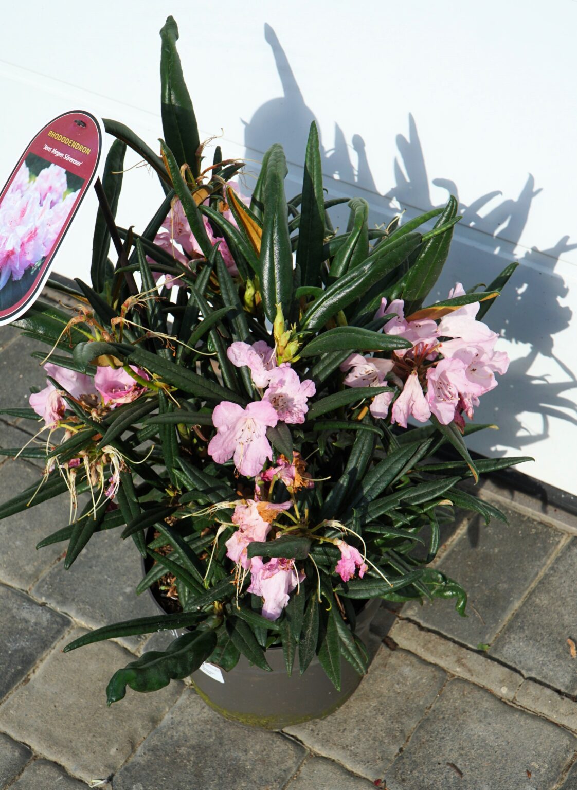 RÓŻANECZNIK JENS JÖRGEN SÖRENSEN Rhododendron makinoi
