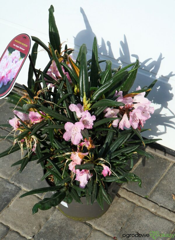 RÓŻANECZNIK JENS JÖRGEN SÖRENSEN Rhododendron makinoi