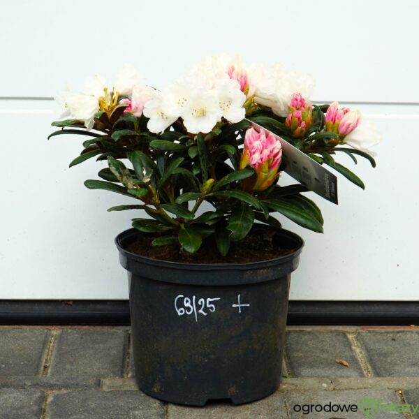 RÓŻANECZNIK EDELWEISS Rhododendron