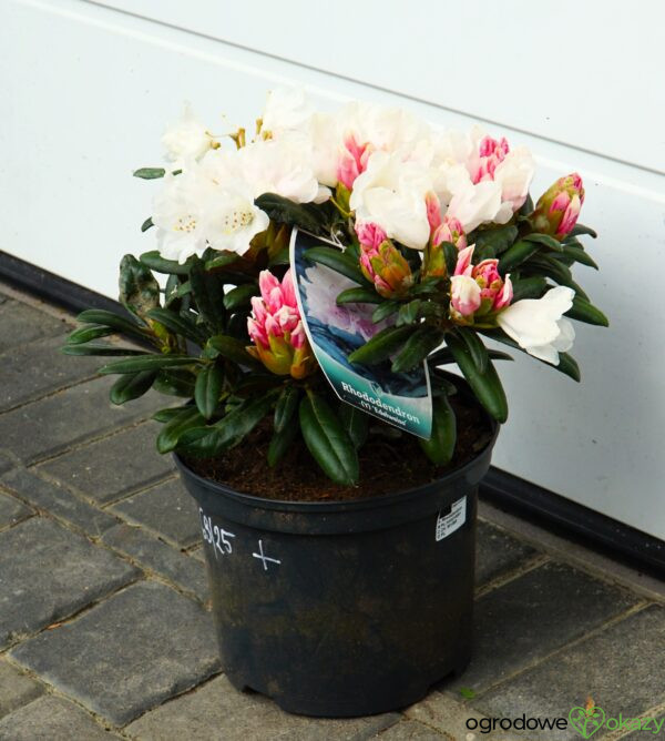 RÓŻANECZNIK EDELWEISS Rhododendron