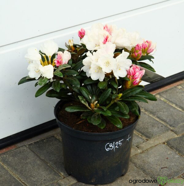 RÓŻANECZNIK EDELWEISS Rhododendron