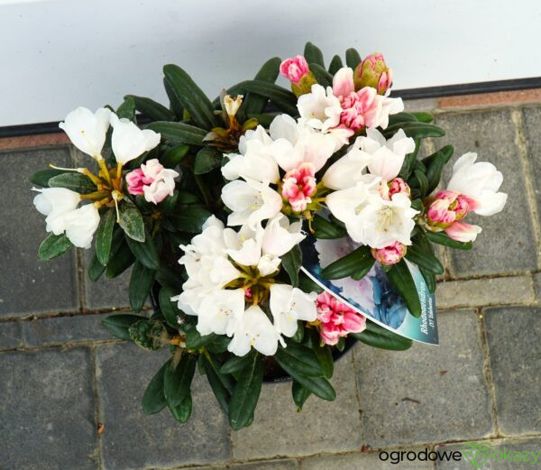 RÓŻANECZNIK EDELWEISS Rhododendron