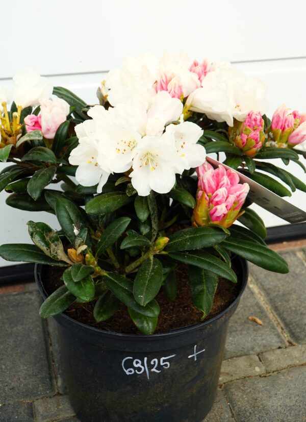 RÓŻANECZNIK EDELWEISS Rhododendron