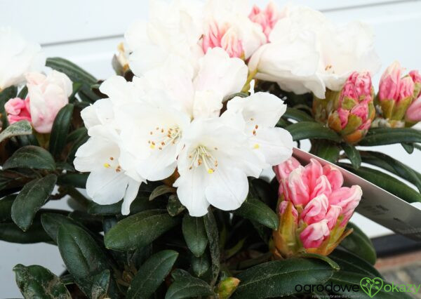 RÓŻANECZNIK EDELWEISS Rhododendron