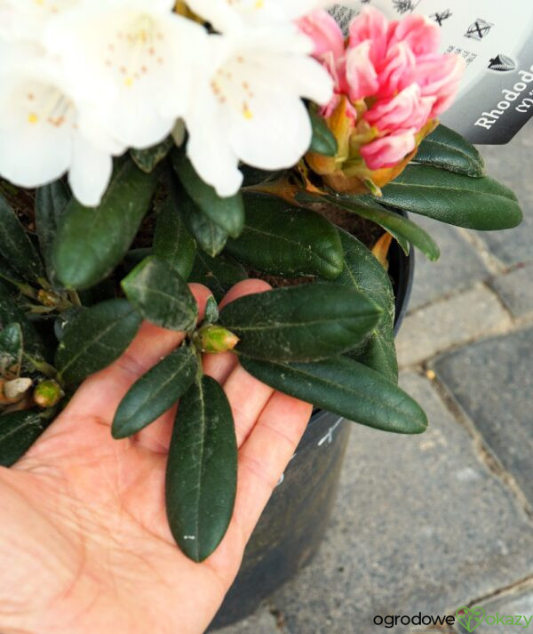 RÓŻANECZNIK EDELWEISS Rhododendron