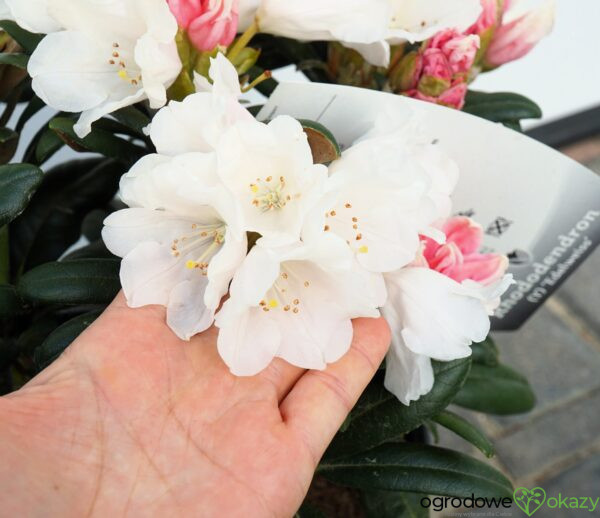 RÓŻANECZNIK EDELWEISS Rhododendron