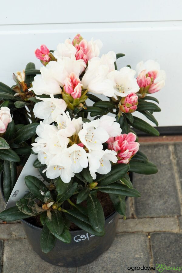 RÓŻANECZNIK EDELWEISS Rhododendron