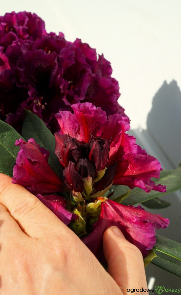 RÓŻANECZNIK DRAMATIC DARK PBR Rhododendron