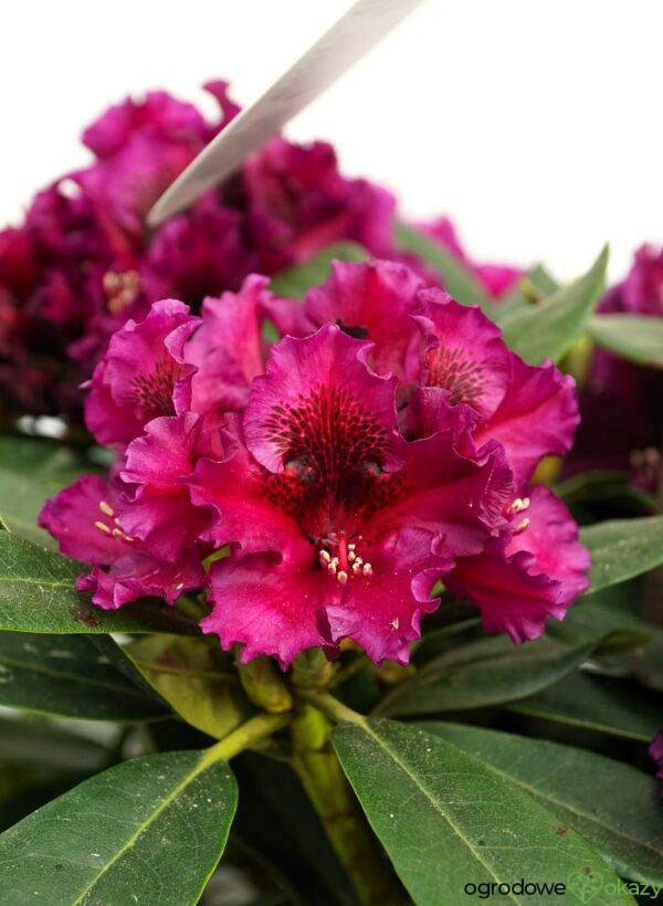 RÓŻANECZNIK DRAMATIC DARK PBR Rhododendron