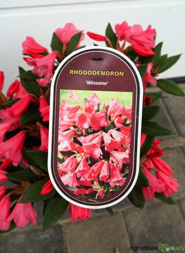 RÓŻANECZNIK WINSOME Rhododendron