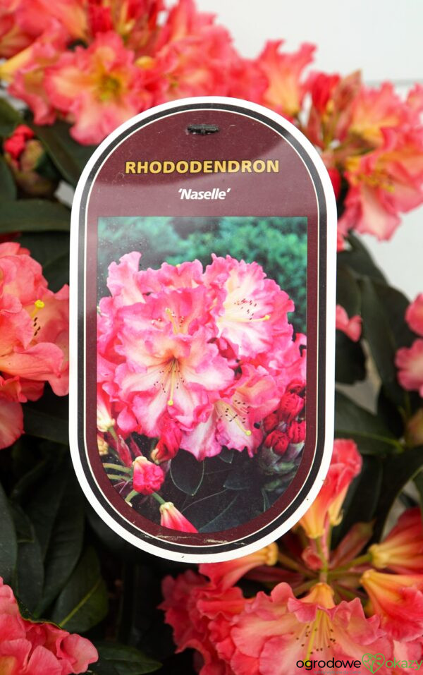 RÓŻANECZNIK NASELLE Rhododendron