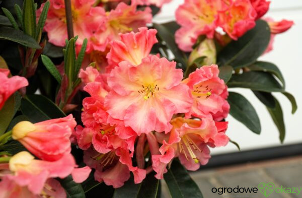 RÓŻANECZNIK NASELLE Rhododendron