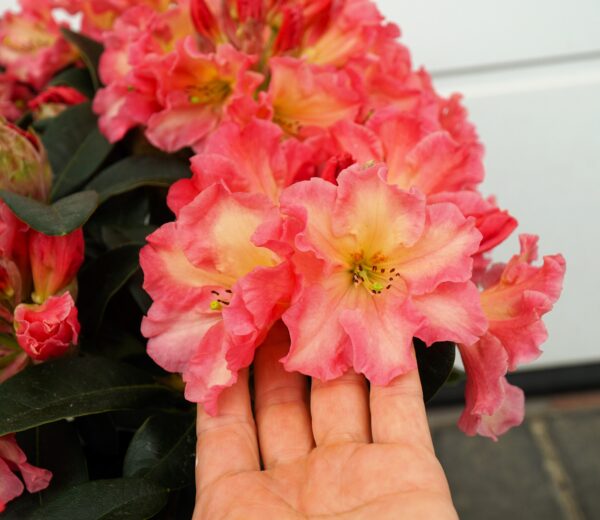 RÓŻANECZNIK NASELLE Rhododendron