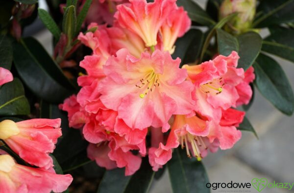 RÓŻANECZNIK NASELLE Rhododendron