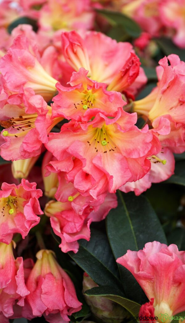 RÓŻANECZNIK NASELLE Rhododendron